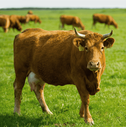 Vilgain Pulled Beef ⁠6x 250g